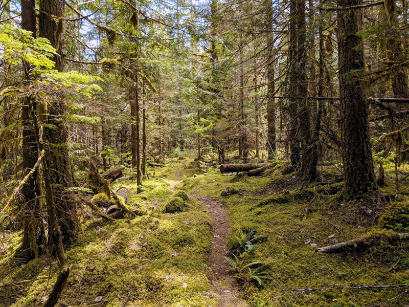 A very mossy green forest