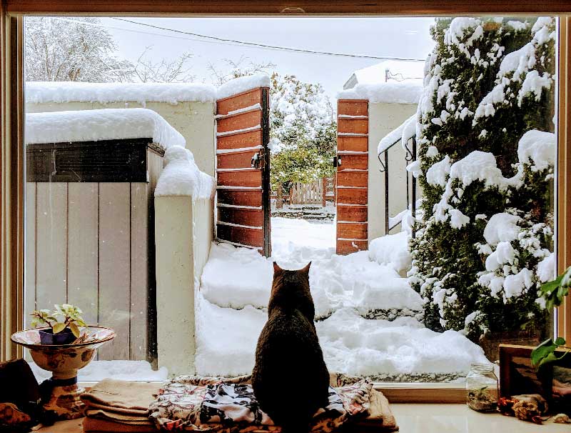 My cat watching the snow.