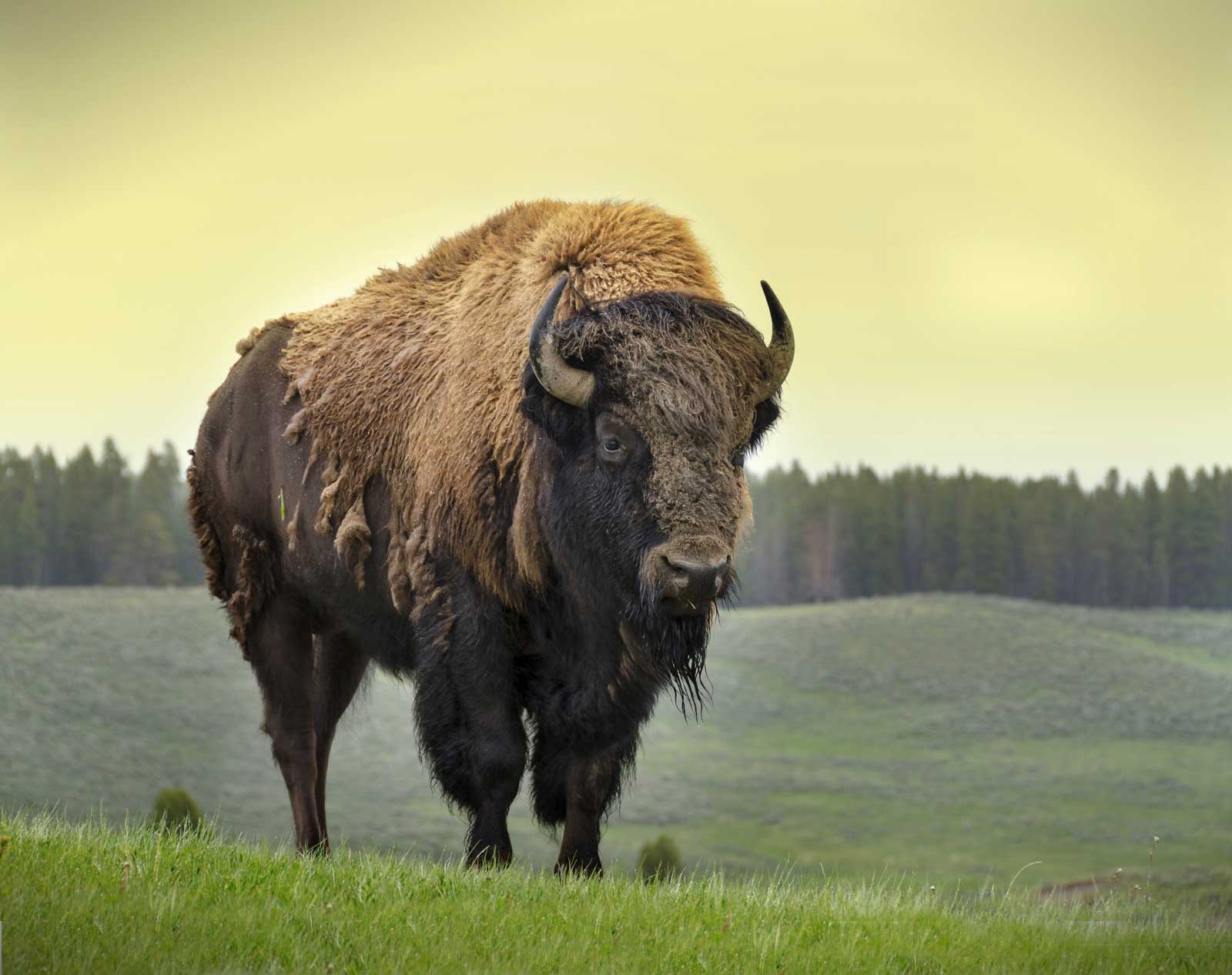 Stock image of Bison I chose to use